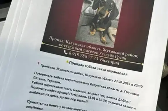 Пропала собака в Грачёвке, Калужская обл.