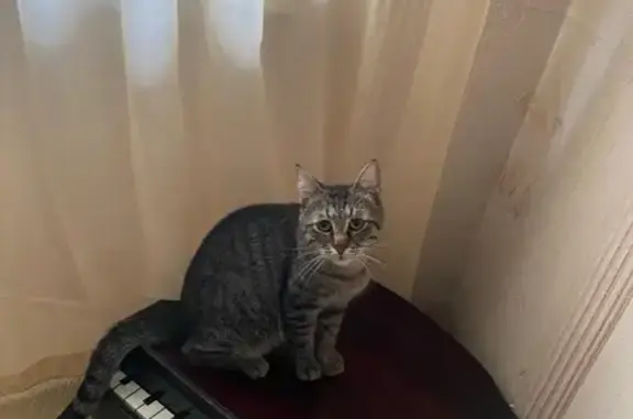 Пропал серый кот, Можайское шоссе 47