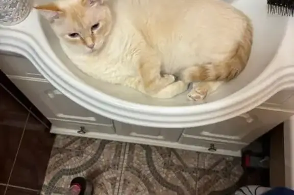 Пропала кошка, Ливны, Орловская обл.