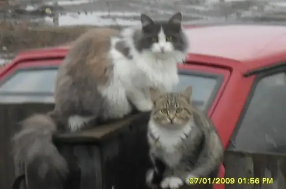 Кошки потеряшки, Верхняя Салда, фото: Потеряшка кошка, ул. Чапаева 1, В. Салда