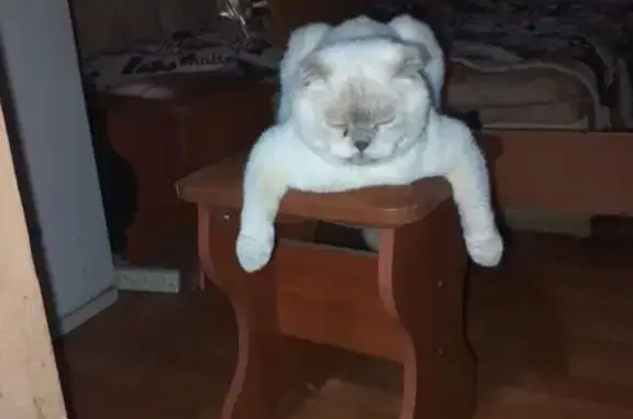 Пропала кошка, ул. Чехова, Таганрог