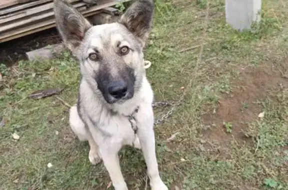 Найдена собака, , фото: Найдена собака в д. Паинцы, Пермский край