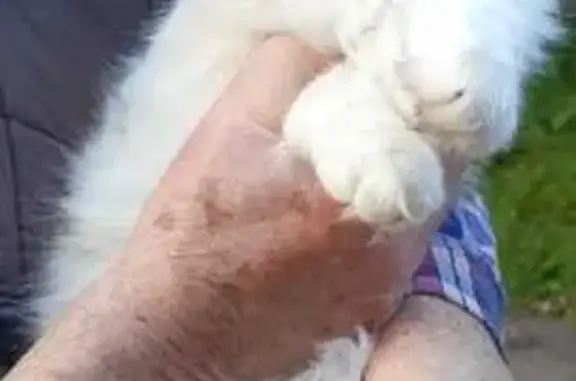 Кошка найдена: Тупиковая ул., Внуково