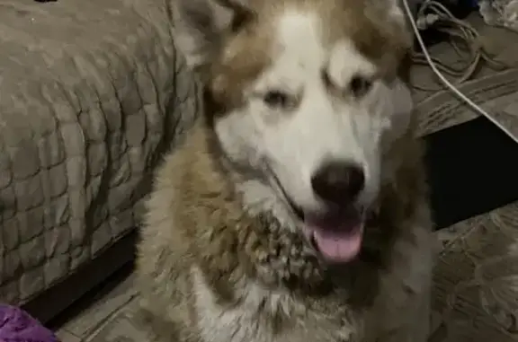 Хаски найден на Солнечной улице, Новая Усмань