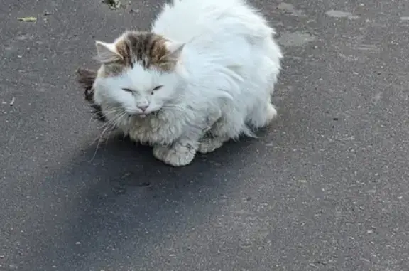 Найдена кошка, ул. Чичерина 6, Москва