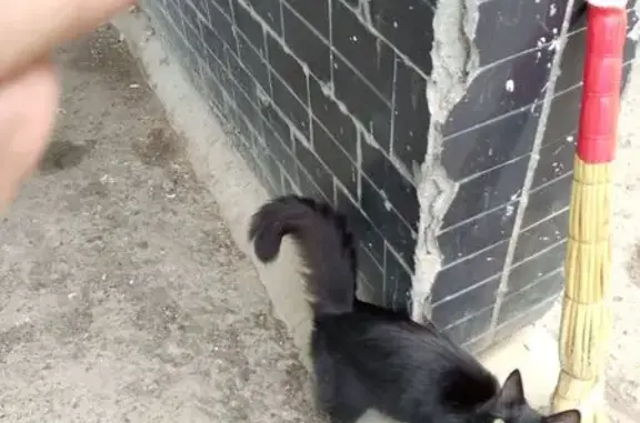 Найдена кошка, Волжский, фото: Кошка найдена: ул. Энгельса, 43, Волжский