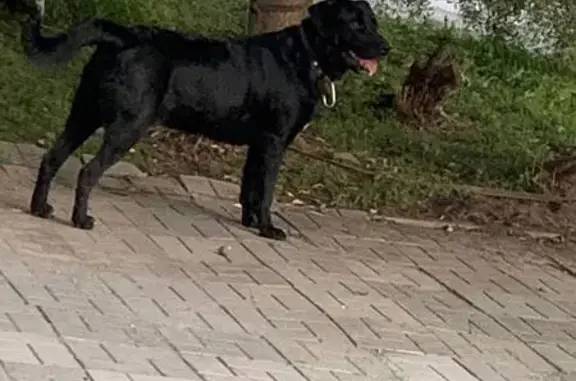 Найдена собака, Новосибирск, фото: Лабрадор найден: ул. Державина, 92/3