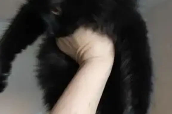 Найдена кошка, , фото: Кошка найдена: б-р Кулибина, 3, Тольятти