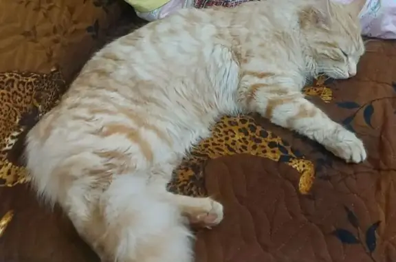 Кошки потеряшки, Сызрань, фото: Потеряшка кошка, ул. Свердлова, Сызрань