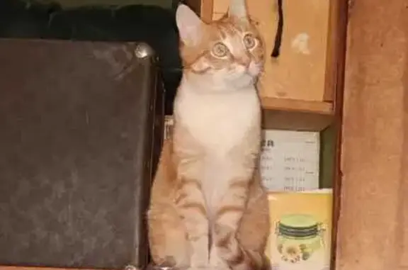 Кошки потеряшки, Иркутск, фото: Потеряшка кошка, Иркутск, Гравийная 10