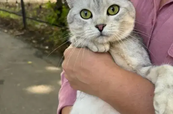 Объявления о пропавших и найденных животных, Казань, фото: Кошка найдена: Дежнёва 2/2, Казань