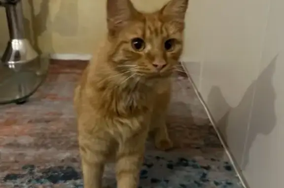 Найденные животные Томск, фото: Найдена рыжая кошка, ул. Дзержинского, 4А