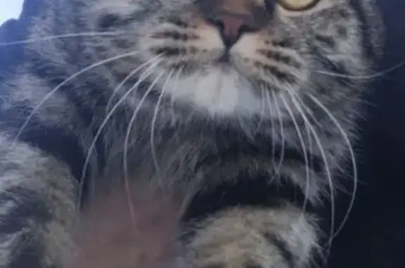 Пропала кошка, ул. Бочкарёва, Салават