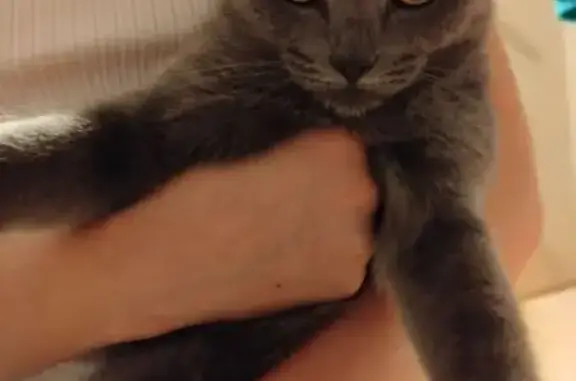 Найдена кошка, Зеленодольск, фото: Кошка найдена, Сайдашева, Зеленодольск