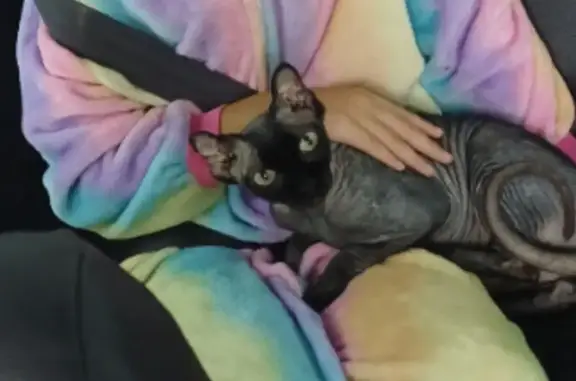 Кошки потеряшки, Новоалтайск, фото: Потеряшка кошка, Высокая ул. 10, Новоалтайск