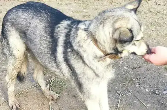 Найдена собака, , фото: Собака найдена: Скурыгино, 46К-2240