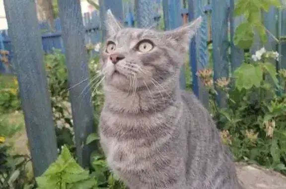 Кошки потеряшки, городской округ Бердск, фото: Потеряшка кошка, ул. Кутузова, 14, Бердск