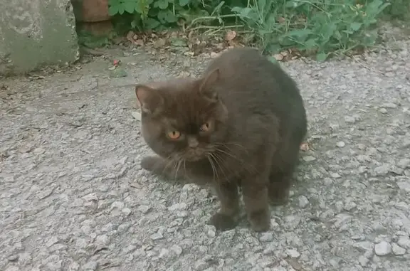 Кошка найдена: ул. Машинистов, 4, Тула