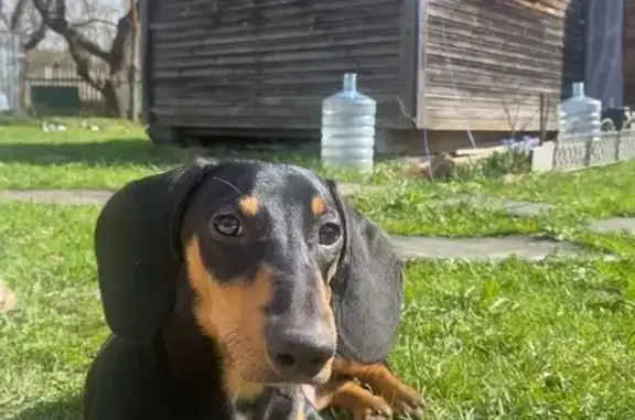 Собаки потеряшки, Калужская область, фото: Потеряшка такса в Грачёвке, Калужская обл.