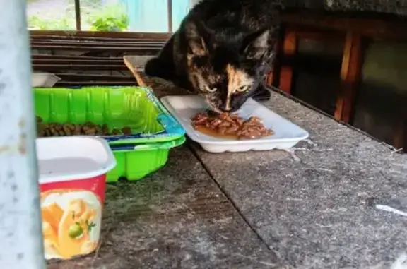 Найдена кошка, Академическая ул., 12