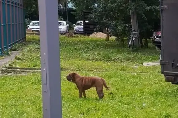 Найдена собака, Дмитровское шоссе, 40 к1