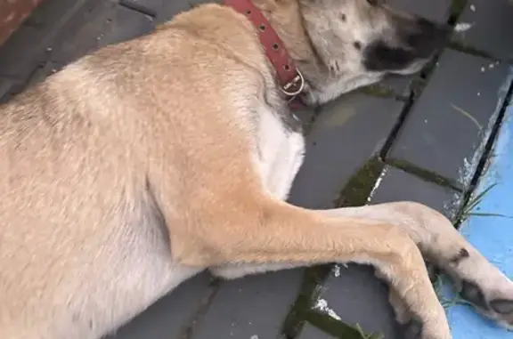 Собака найдена: Полевая ул., Самара