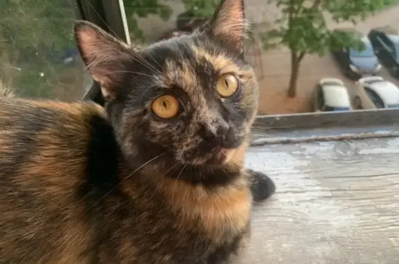 Кошки потеряшки, Курск, фото: Потеряшка кошка, Школьная ул., 56, Курск