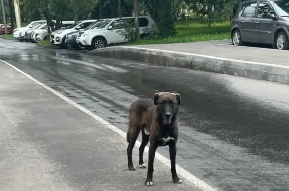Собака найдена на Каштановой аллее