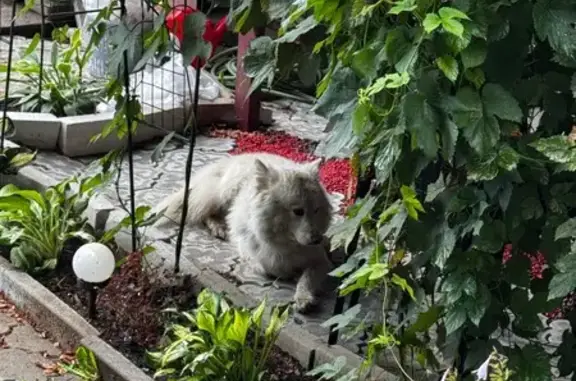 Найдена собака, Первомайское сельское поселение, фото: Собака найдена: 41К-181, Первомайское СП
