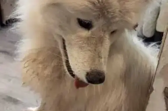 Собака найдена: Бассейная ул. 1, СПб