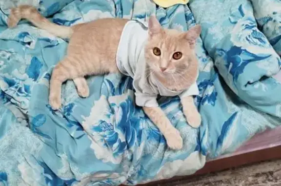 Кошки потеряшки, , фото: Потеряшка кошка, ул. Баранова, 87, Ижевск