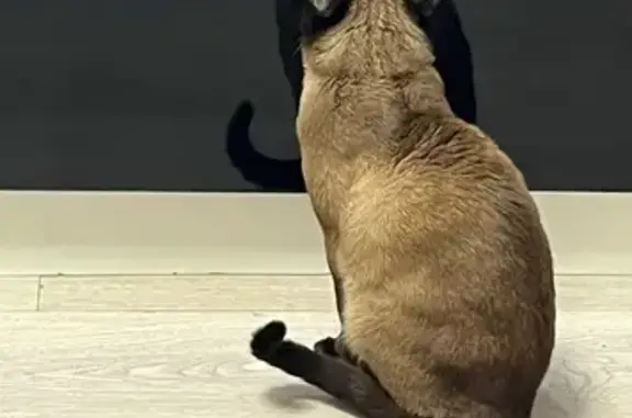 Пропали сиамский и рыжий коты, 31А, Салехард