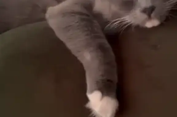 Кошки потеряшки, Тверская область, фото: Потеряшка кошка, ул. Маяковского, 15, Калязин