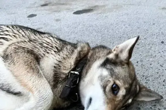 Найдена собака, ул. Черепанова 24, Екб