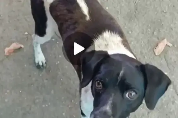 Найдена собака, Сенной, фото: Собака найдена: Сенной, Набережная ул.