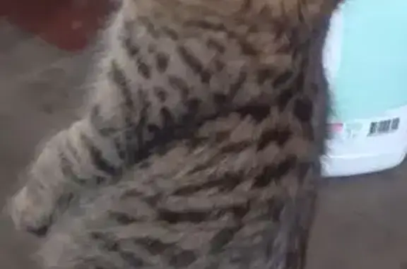 Пропала кошка, Чита, Пляжная ул., 9