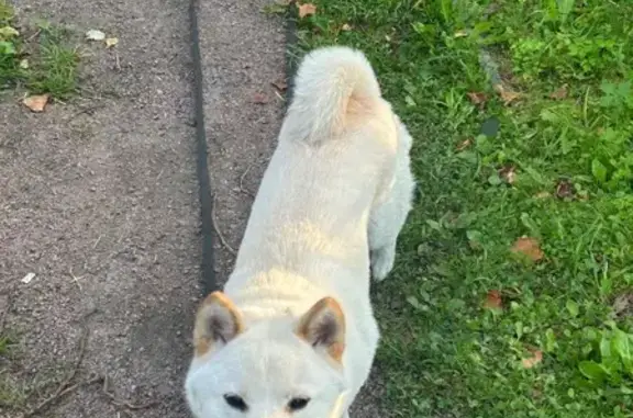 Собаки потеряшки, Ленинградская область, фото: Потеряшка собака, Большелуцкое СП, Ленобласть