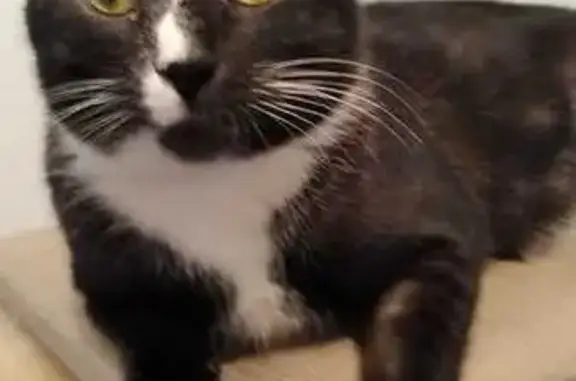 Кошки потеряшки, Чебоксары, фото: Потеряшка кошка, Гражданская 86, Чебоксары