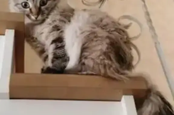 Пропала кошка, Окинская 46, Новосибирск