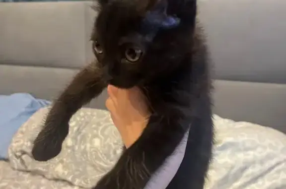 Черная кошка найдена, ул. Романтиков