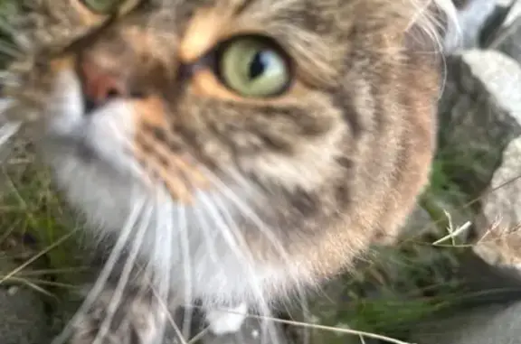 Кошка найдена у армянской церкви, Герцена 1А