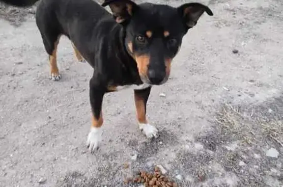 Найдена собака, , фото: Собака найдена у магазина 