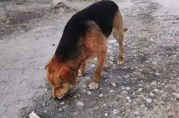 Найдена собака, , фото: Собака найдена у магазина Лагуна, Набережная