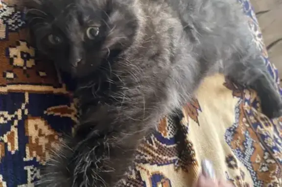 Кошки потеряшки, Бологое, фото: Потеряшка кошка, ул. Кутузова, Бологое