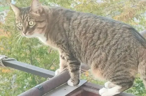 Пропала кошка, Большевистская 68/2 - photo