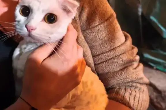 Найдена кошка, Ессентуки, фото: Кошка найдена: пер. Лазо, 3, Ессентуки