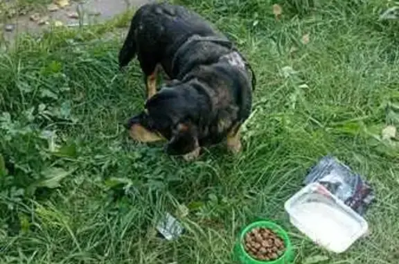 Собака найдена на Бардина, 21Б, Екатеринбург