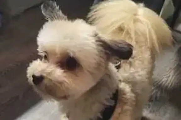 Найдена собака, Москва, фото: Собака найдена: Широкая ул., Медведково