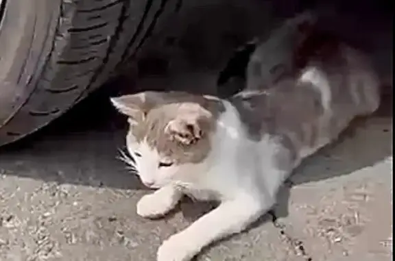 Кошки потеряшки, Брянск, фото: Потеряшка кошка, Бежицкая ул., Брянск