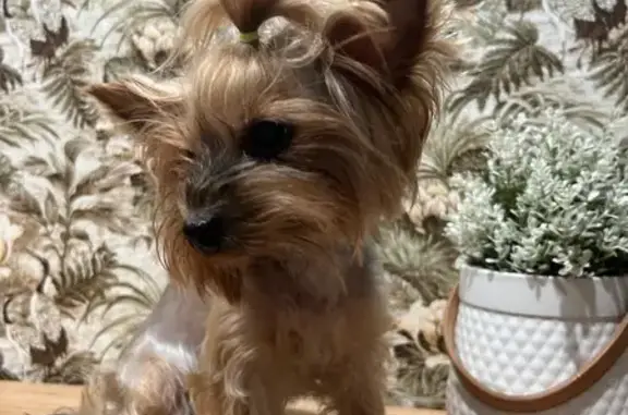 Найдена собака, Новомосковск, фото: Йоркширский терьер найден на ул. Мира, Новомосковск